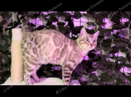 OUR BEAUTIFUL MALE BENGAL
