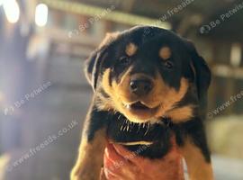 3/4 kelpie puppies