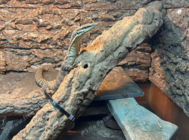 Kimberley Rock Monitor for sale