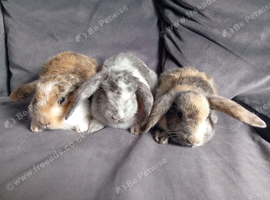 Pure breed Mini lop doe ready now