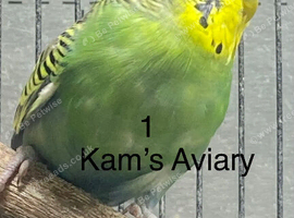 Beautiful Budgie s For Sale