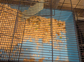 Rodent Cages for sale