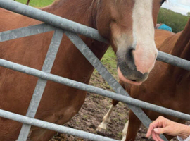 Sad sale of Micky one owner since yearling
