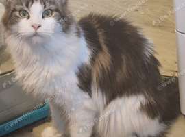 Female maincoon for sale