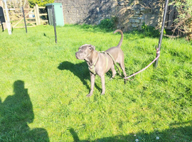 Nearly 9 month old cane corso blue