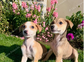 2 beautiful Girls Remaining!!