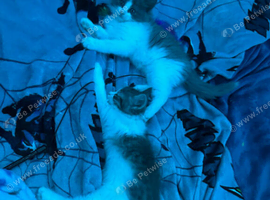 Mixed breed kitten