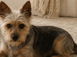 Yorkshire terrier for sale