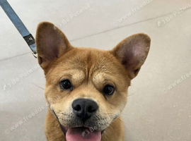 Sonny male dog