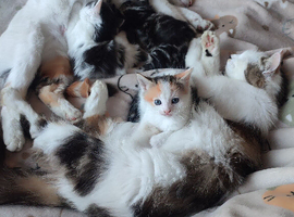 3 Kittens looking for forever home