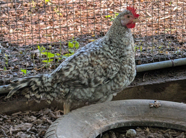 Cream legbar cockerel