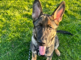 2 year old German shepherd male