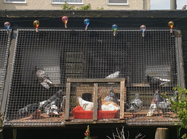 FREE Tumbler x high flyer pigeons