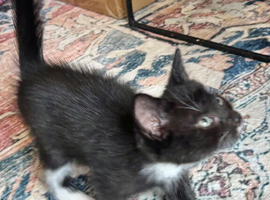 RAGDOLL MIX MALE KITTEN READY NOW
