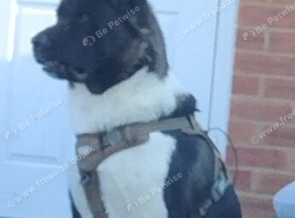 Male American akita for stud