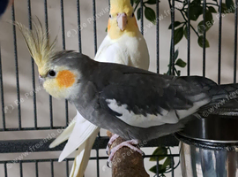 Wanted birds