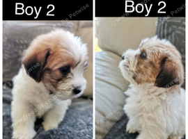 Shih tzu x jorkie pups