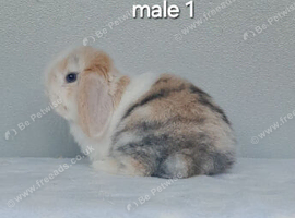 Purebred mini lop rabbits