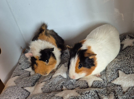 Beautiful Baby Boys Funky & Smooth Coat