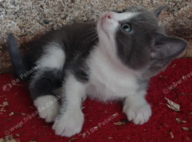 9 beautiful kittens from 2 queens