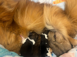 Pomeranian puppies