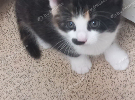 A very beautiful Calico girl , 8 weeks old for sale