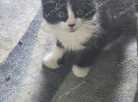 Kittens