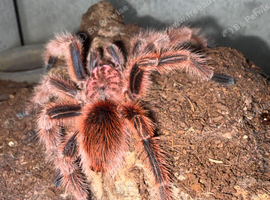 Red Chileana Rose
