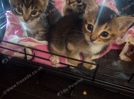 Kittens 6 weeks old