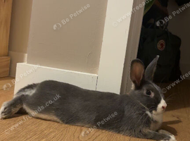 4 month old rabbit and full set up and more