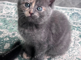 Three gorgeous kittens looking for their forever homes!