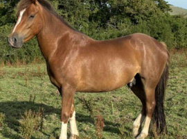 Rowdown gold Rush 5 year old gelding