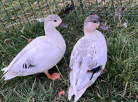 3 pairs of call ducks  available 4 months old