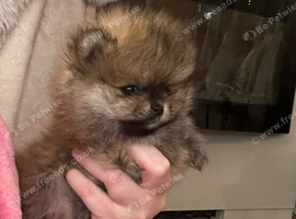 Pomeranian puppy's