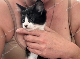 4 gorgeous kittens for sale.