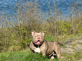 Pocket bully for stud