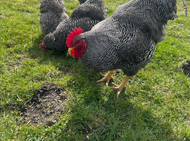 6x hatching eggs - Barred Plymouth Rock x Leghorn