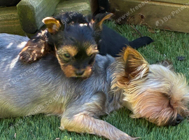 Yorkshire Terrier puppy only 1 boy available