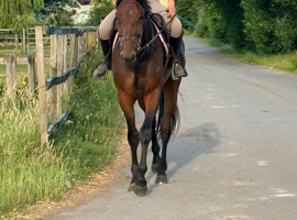 Stunning Bombproof Gelding.