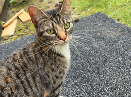 Two female cats