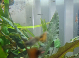 Guppy Fry 50p each