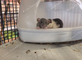 Curley, fancy and long haired mice