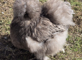 USA Silkie Fertile Hatching Eggs