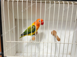 Green Euwing sp blue opaline
