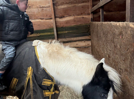 16 month old colt cob
