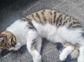 1 year old female cat