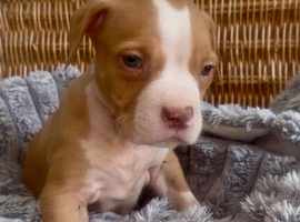 Staffordshire bull terrier puppy&rsquo;s