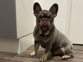 Male and female kc registered French bulldog