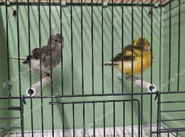 Proven pair of breeding Fifes plus various cocks and hens