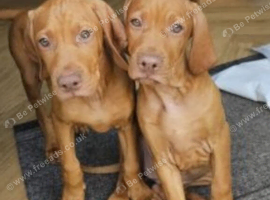 kc hungarian vizla pups (10 weeks old) had both vaccinations